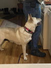 Roxie - Photo 5