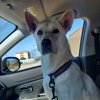 Roxie - Photo 6