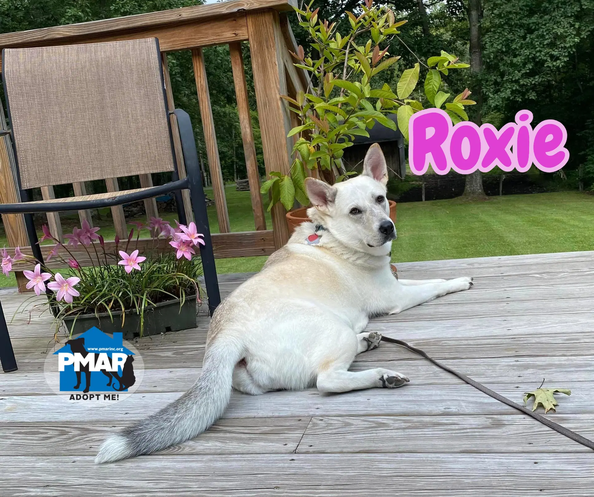 Roxie image 3