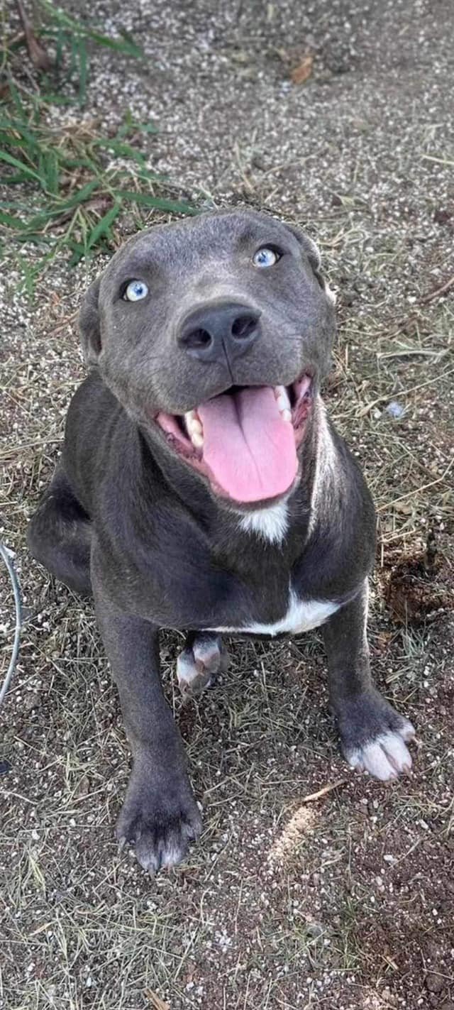adoptable Dog in Binghamton, NY named Serina