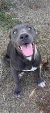 adoptable Dog in binghamton, ny, NY named Serina