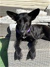 adoptable Dog in binghamton, NY named Elaine