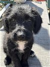 adoptable Dog in binghamton, NY named Kramerica