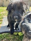 adoptable Dog in binghamton, NY named Vandalay