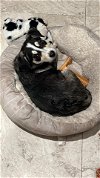 adoptable Dog in binghamton, NY named Georgia
