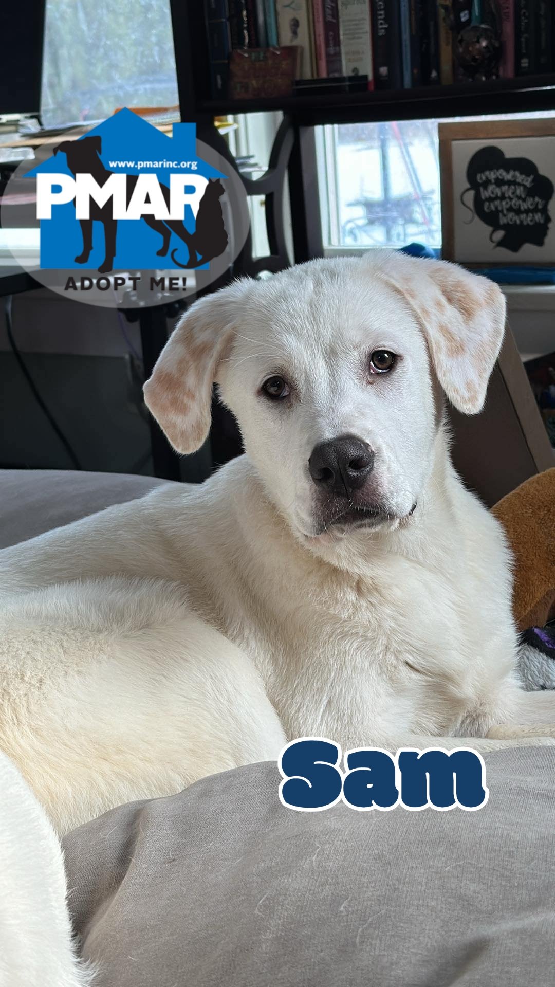 adoptable Dog in Binghamton, NY named Sam
