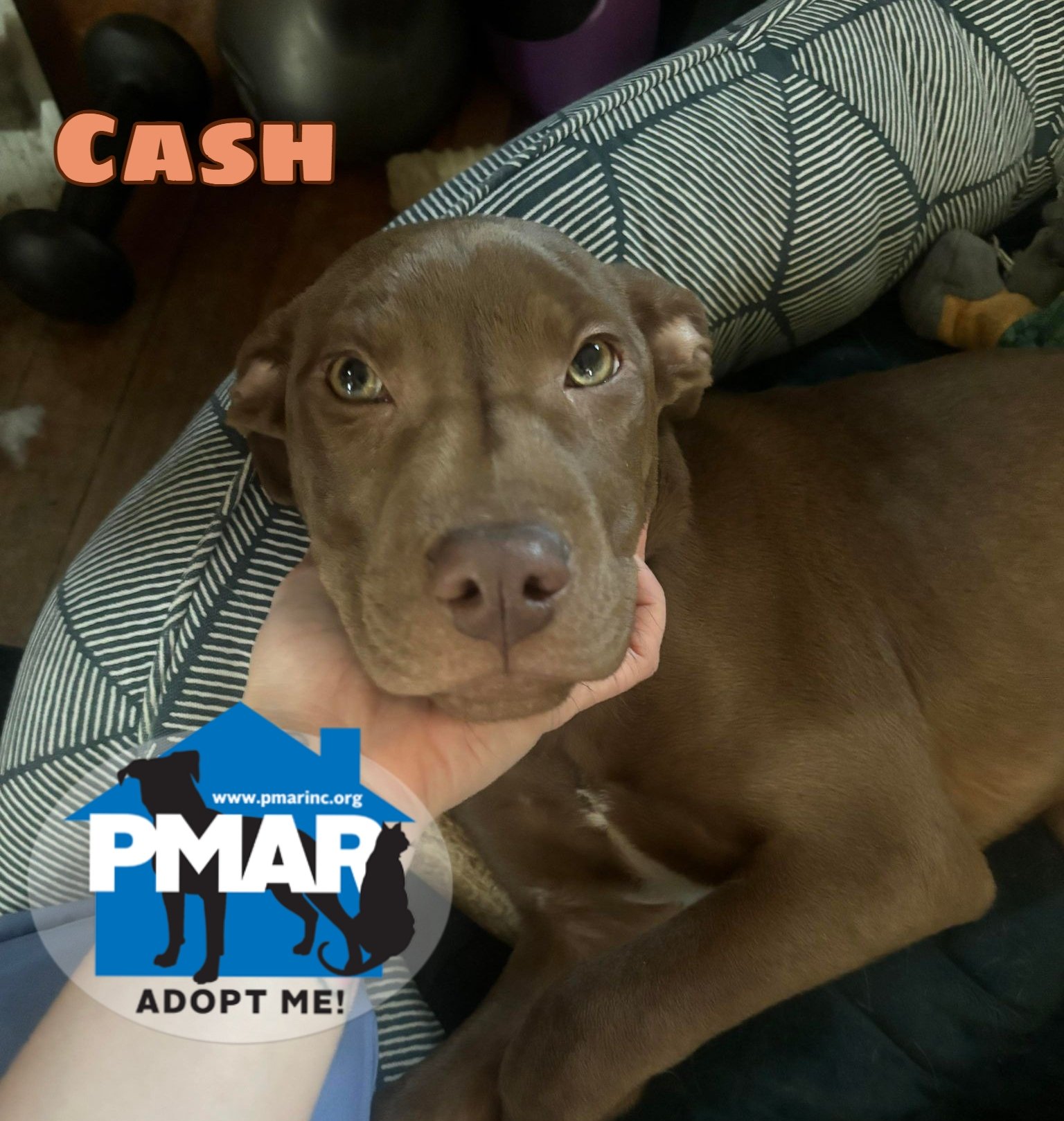 adoptable Dog in Binghamton, NY named Cash