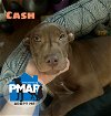 adoptable Dog in  named Cash