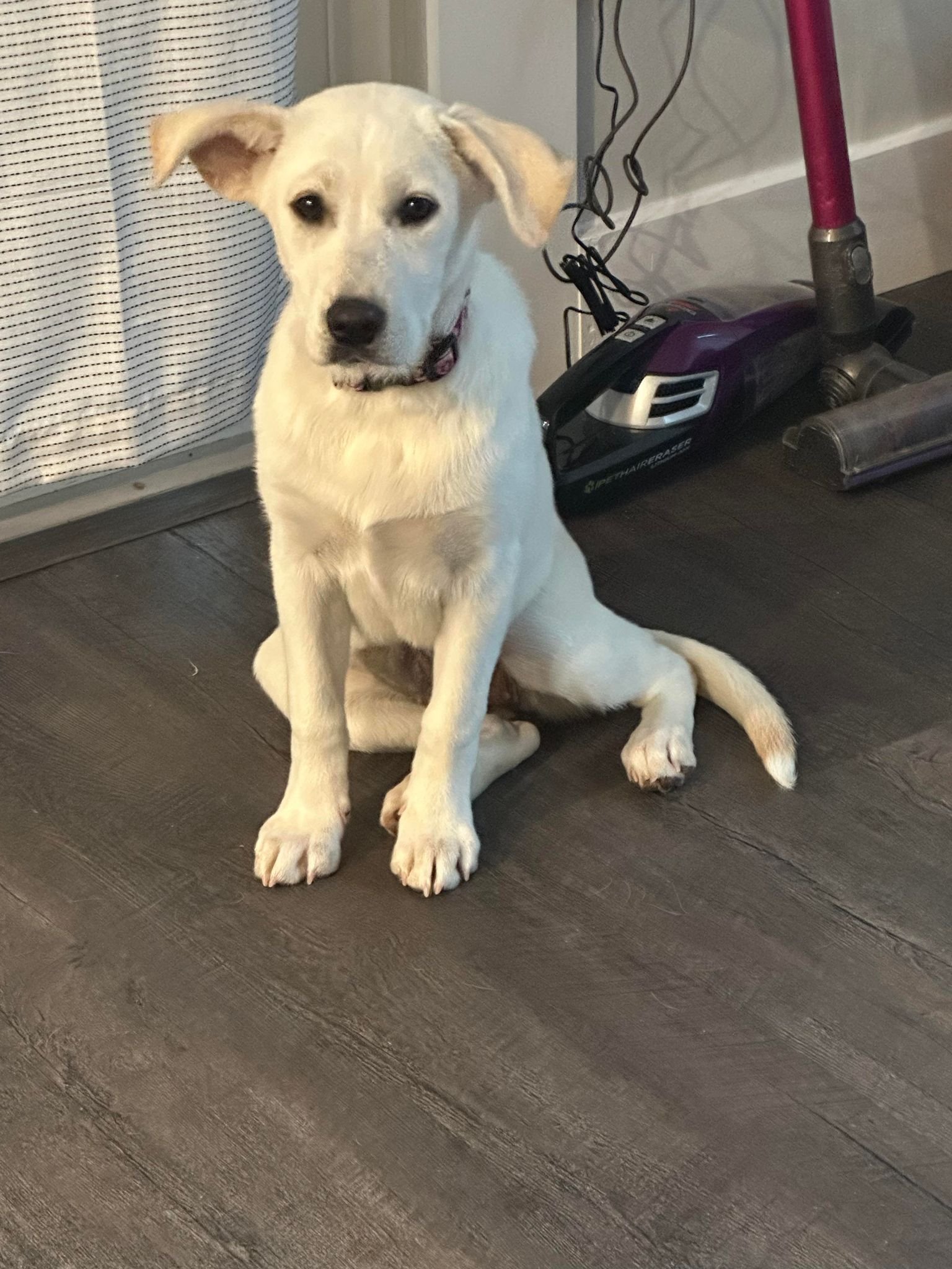 adoptable Dog in Binghamton, NY named Luna