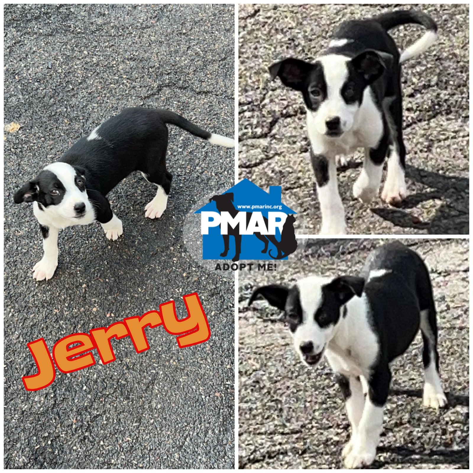 adoptable Dog in Binghamton, NY named Jerry
