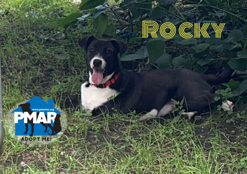 adoptable Dog in Binghamton, NY named Rocky