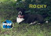 adoptable Dog in  named Rocky