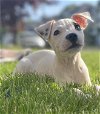 adoptable Dog in binghamton, NY named Koa