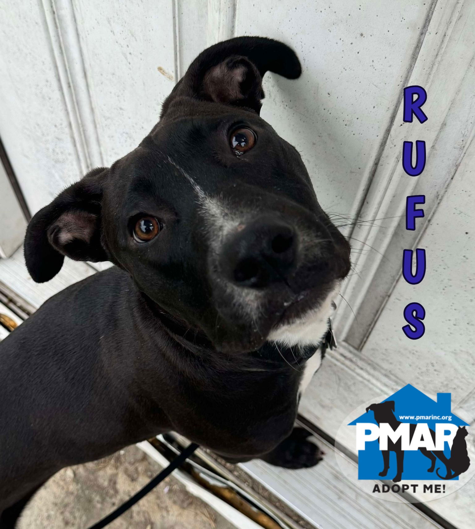 adoptable Dog in Bradford, VT named Rufus