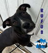 adoptable Dog in , VT named Rufus