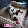 adoptable Dog in , CT named Willow