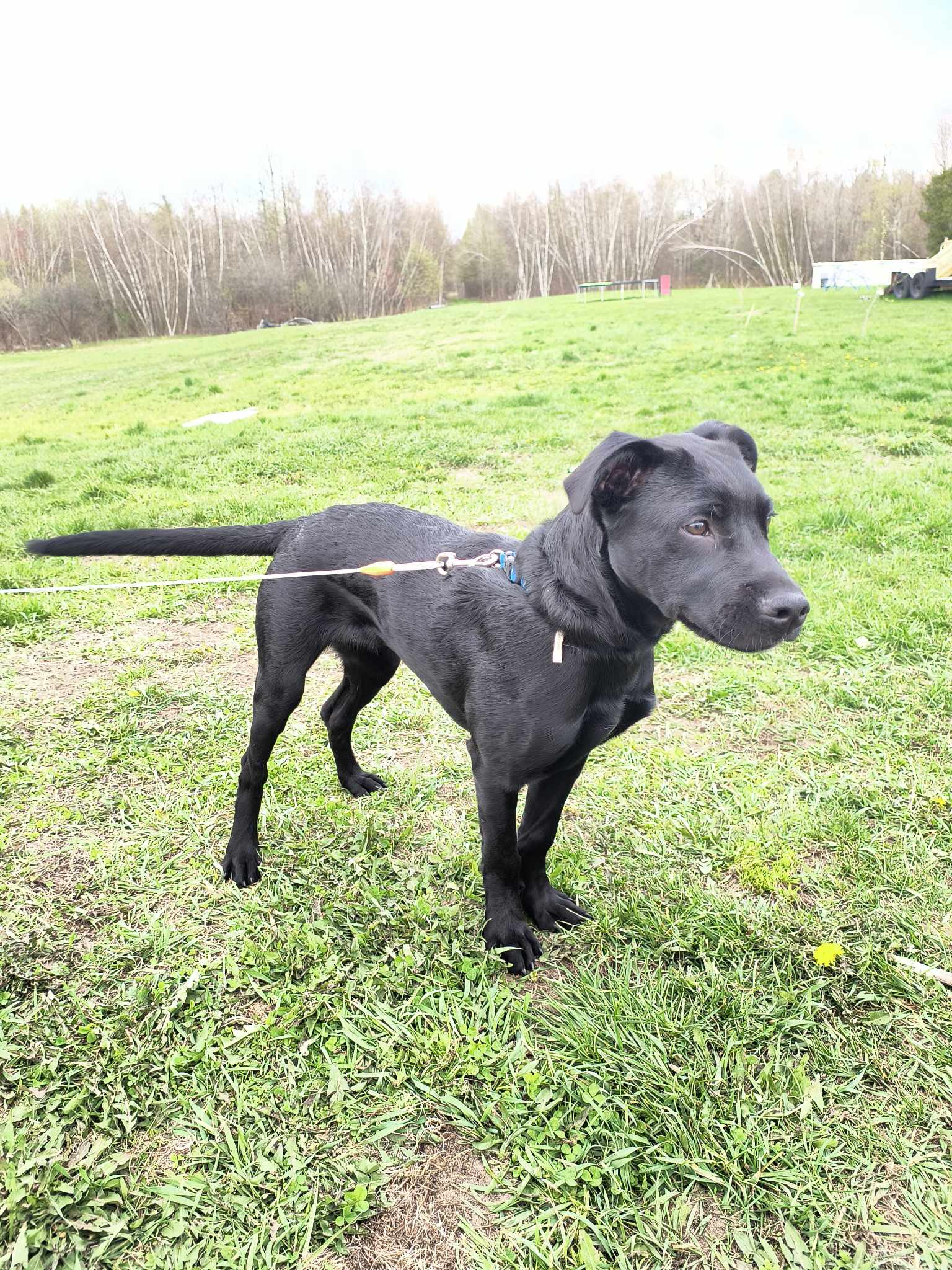 adoptable Dog in Chase Mills, NY named Krypto