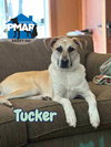 Tucker - Photo 1
