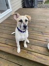 Tucker - Photo 6