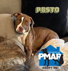 adoptable Dog in , ME named Pesto