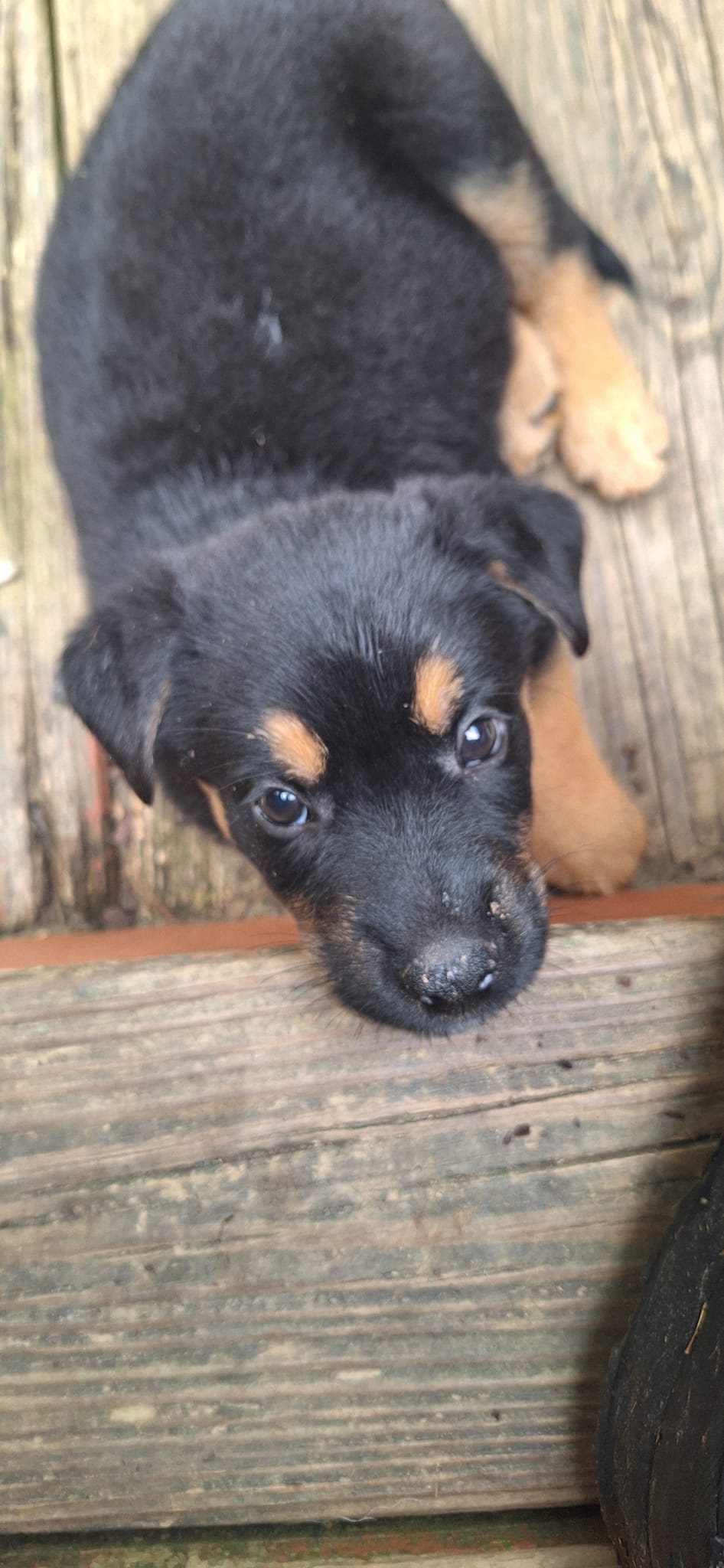 adoptable Dog in Binghamton, NY named Milky Way