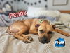 adoptable Dog in  named Penne