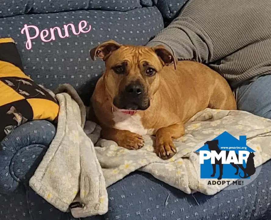 Penne - Pit Bull Terrier