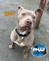 adoptable Dog in binghamton, NY named Kane