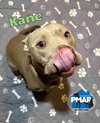 Kane - Photo 4