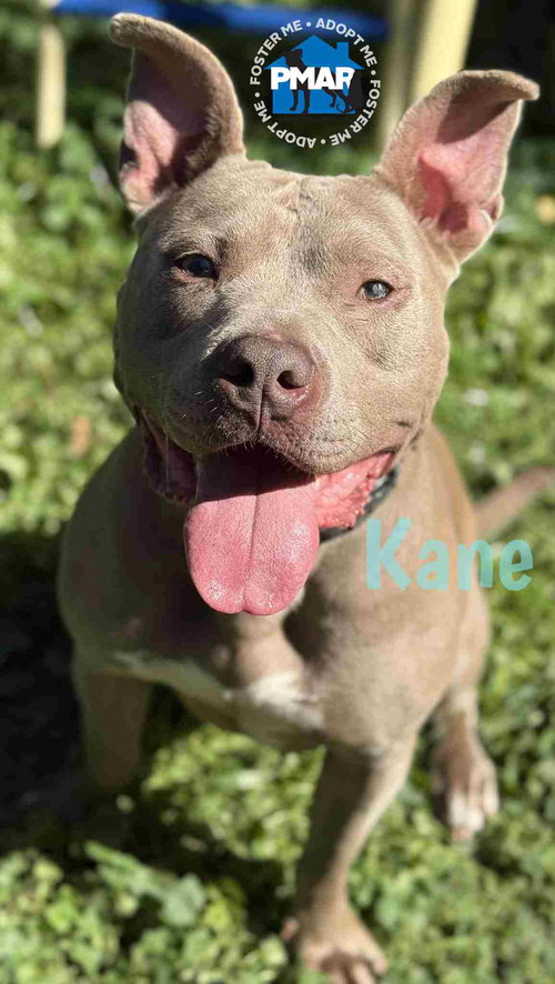 KANE - Pit Bull Terrier available for adoption