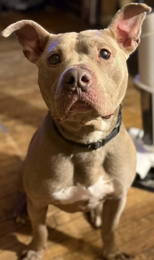 picture of the dog needing adoption