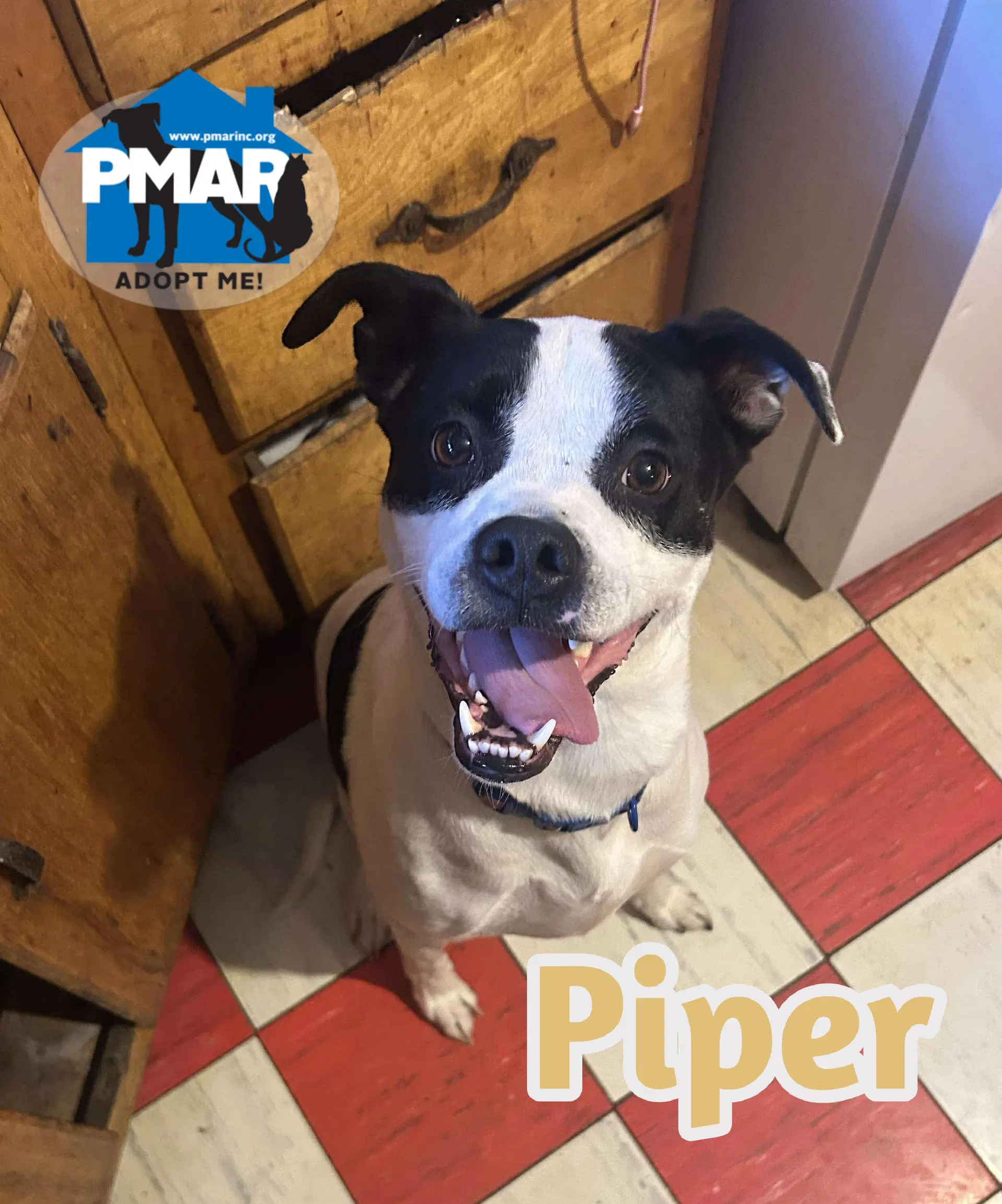 Piper - Pit Bull Terrier