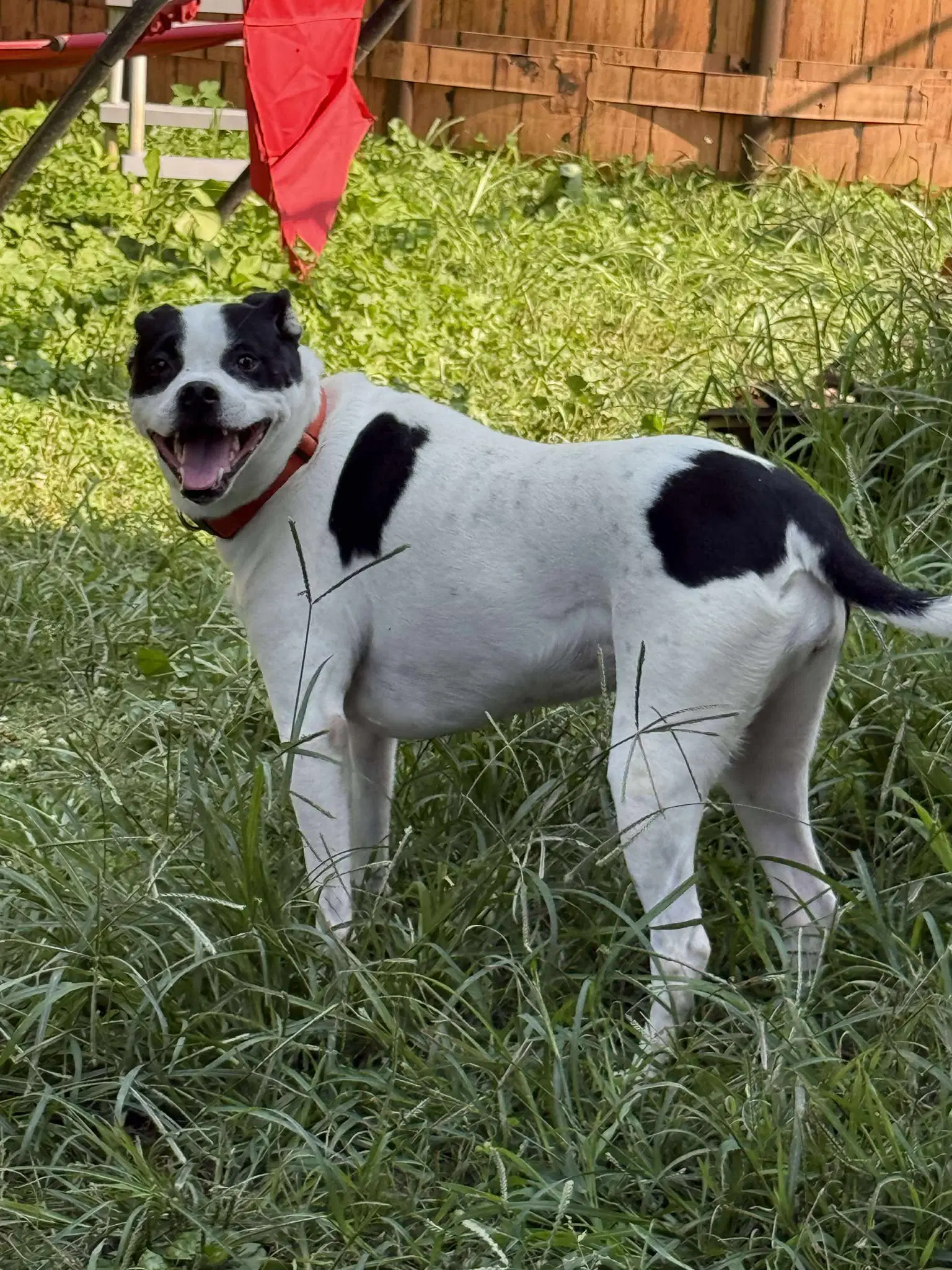 Piper image 2