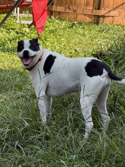 PIPER - Pit Bull Terrier available for adoption