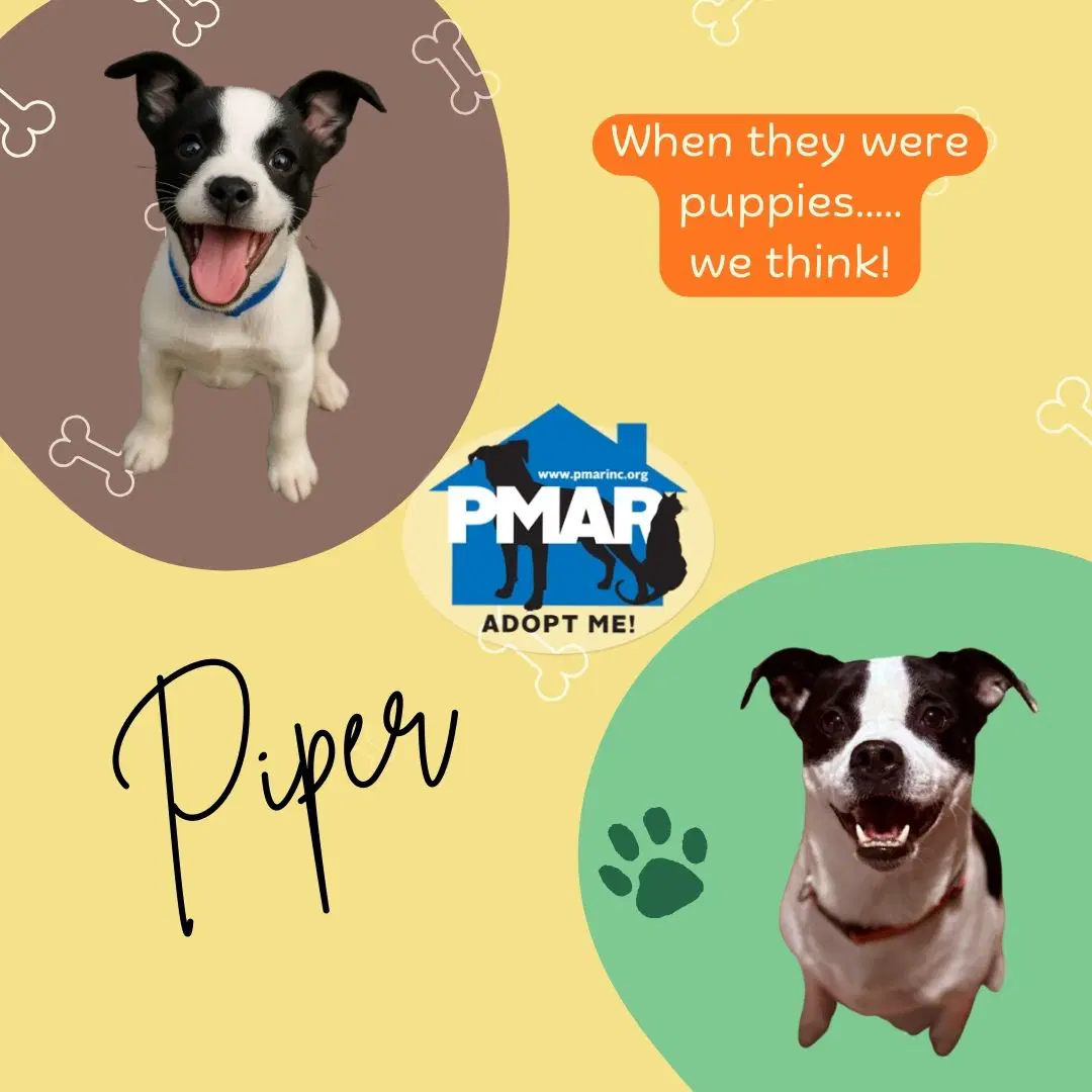 Piper image 3