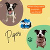 Piper - Photo 3