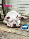 Bunny - Photo 5