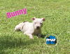 adoptable Dog in Decatur, GA named Bunny