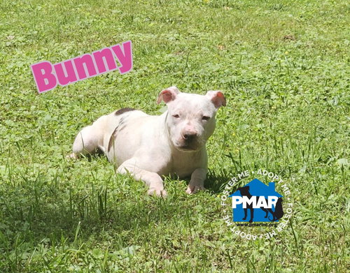 Bunny — thumbnail 4