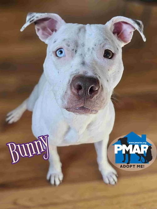 BUNNY - Pit Bull Terrier available for adoption