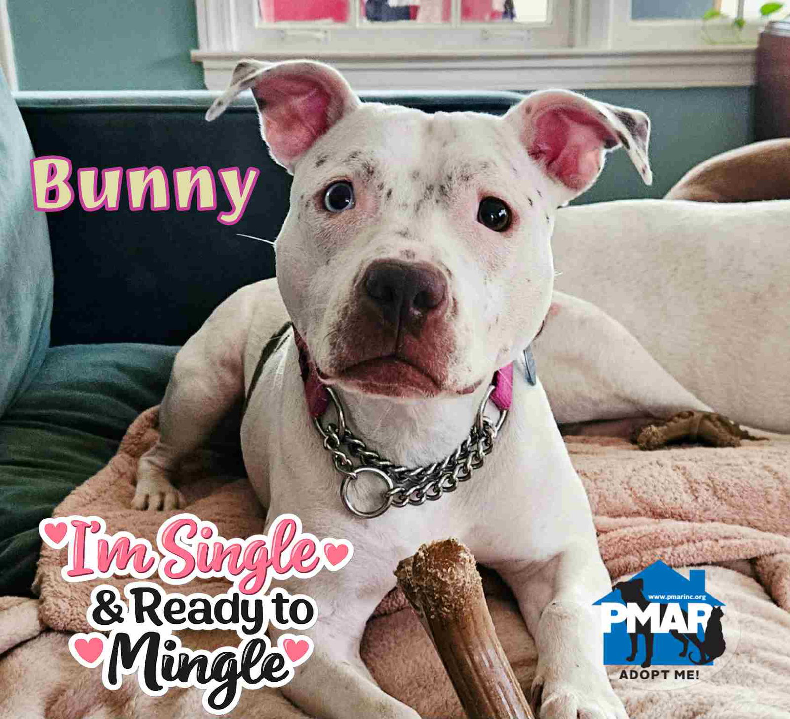 Bunny