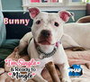 Bunny - Photo 1