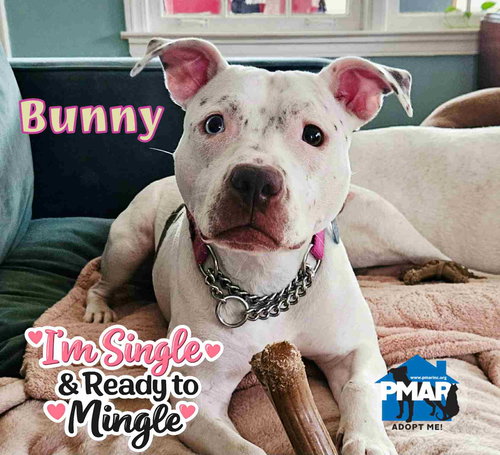 BUNNY - Pit Bull Terrier available for adoption
