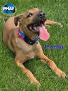adoptable Dog in  named Scooby