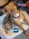 adoptable Dog in binghamton, NY named Praline