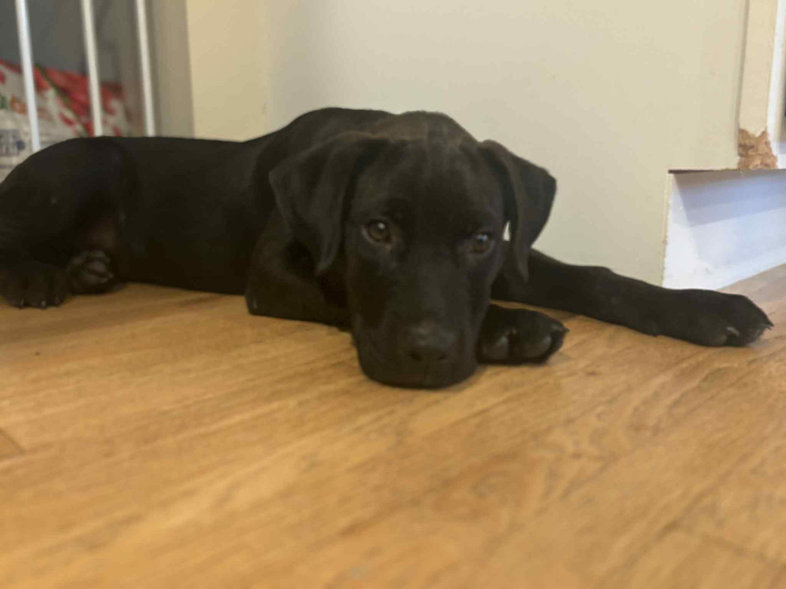 adoptable Dog in Binghamton, NY named Poseidon