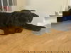 adoptable Dog in  named Poseidon