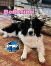 adoptable Dog in binghamton, NY named Ballerina