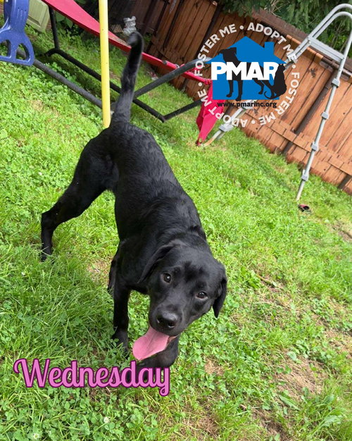 WEDNESDAY - Labrador Retriever available for adoption