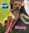 adoptable Dog in binghamton, NY named Bluey